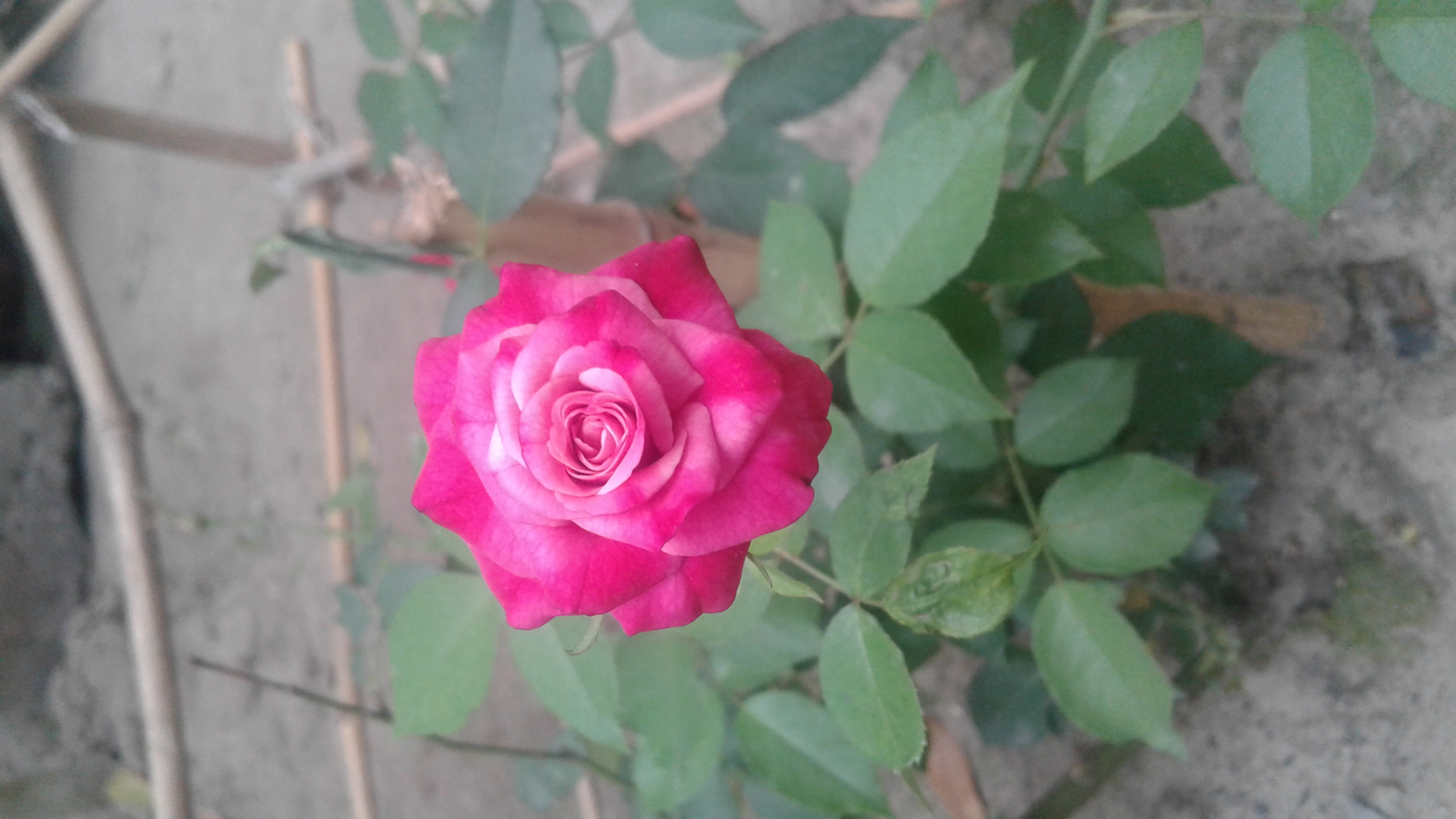 20180402_171501.jpg
