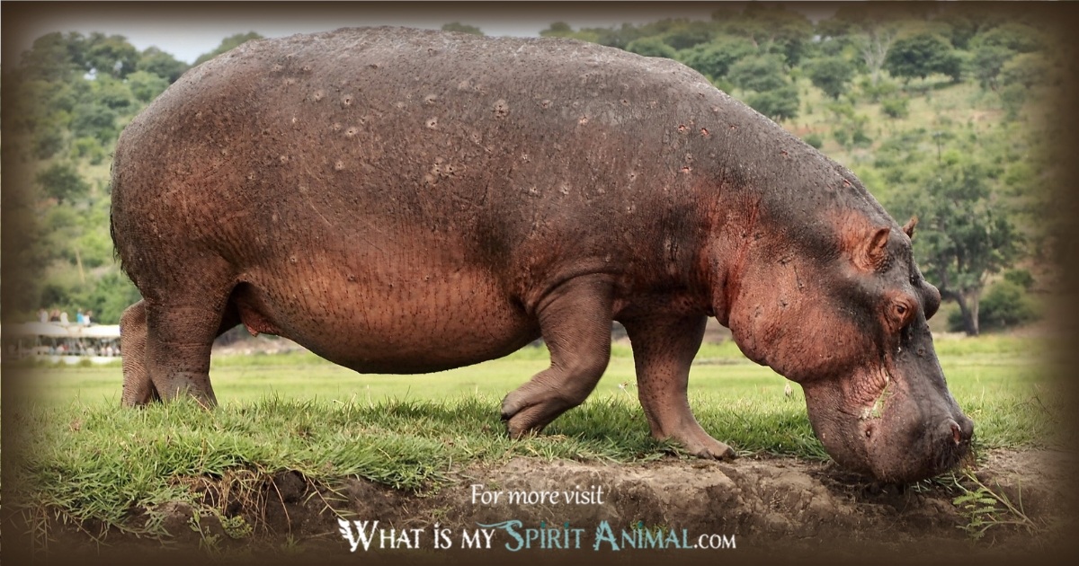 hippopotamus-totem-animal-1200x630.jpg