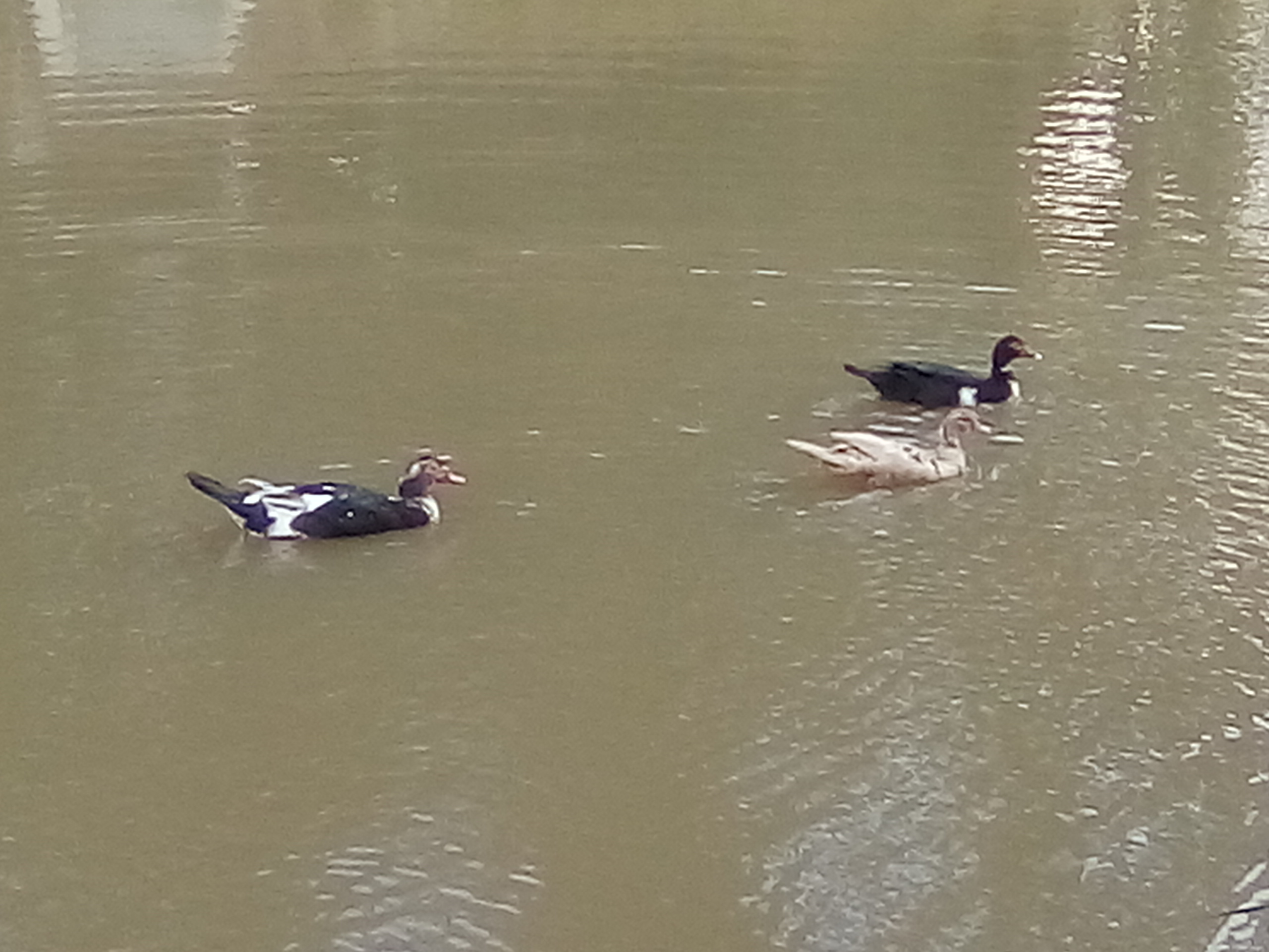photochain, patos, 023.jpg