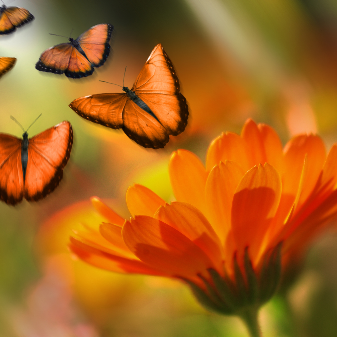 Untitled design (4).png