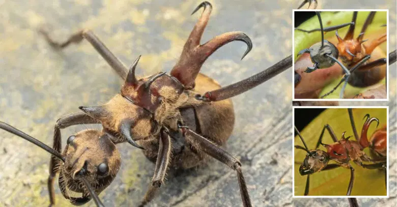 Fish-Hook-Ant-Very-rare-It-has-sharp-hooks-attached-to-spine-for-predator-repellent.webp