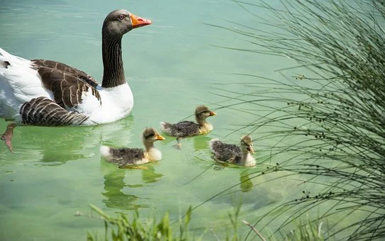 ducks-7863701__340.webp
