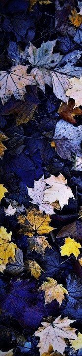 fall-foliage-111315_960_720 (2).jpg