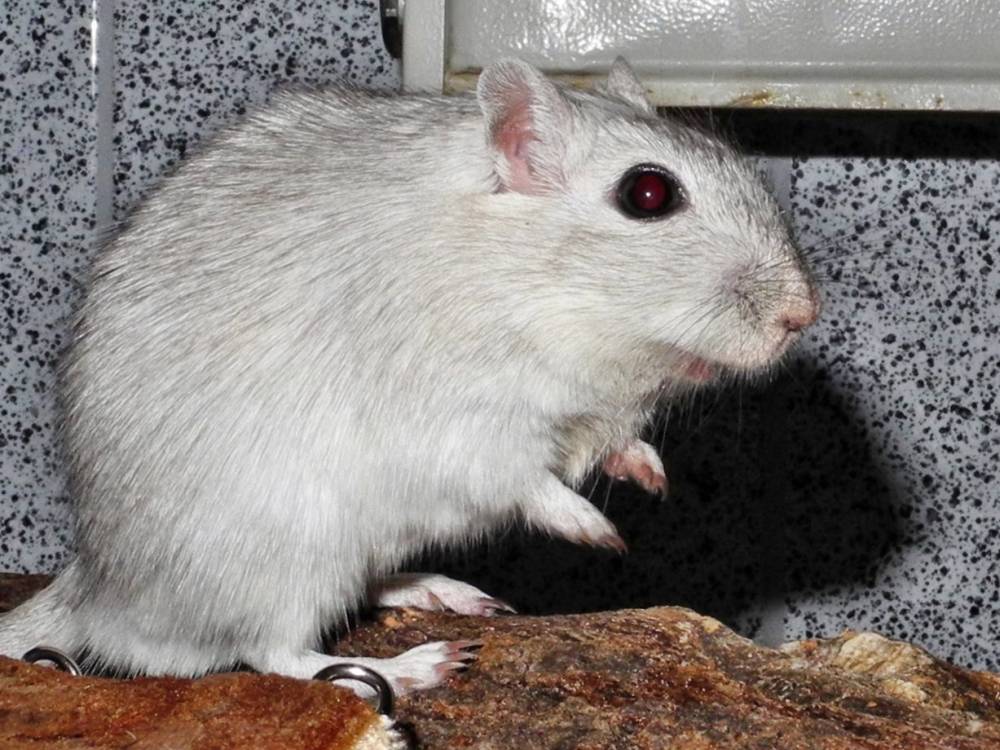 Rennmaus Bild des Tages