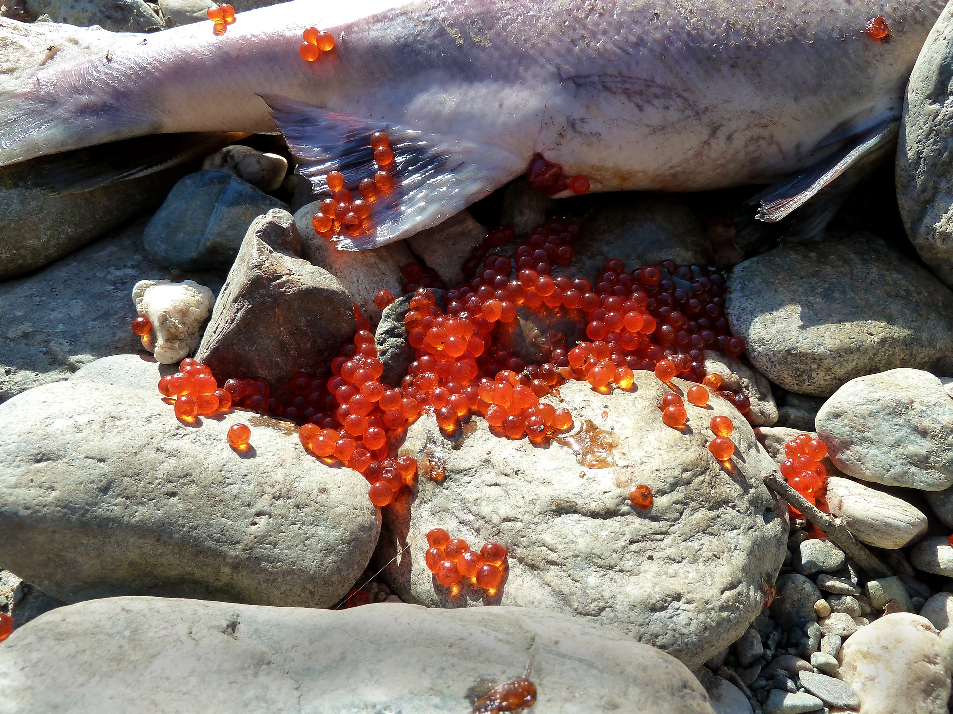 salmon-50301_1920.jpg