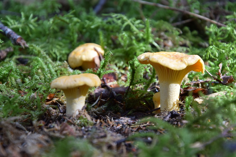 DSC_0157_800.JPG