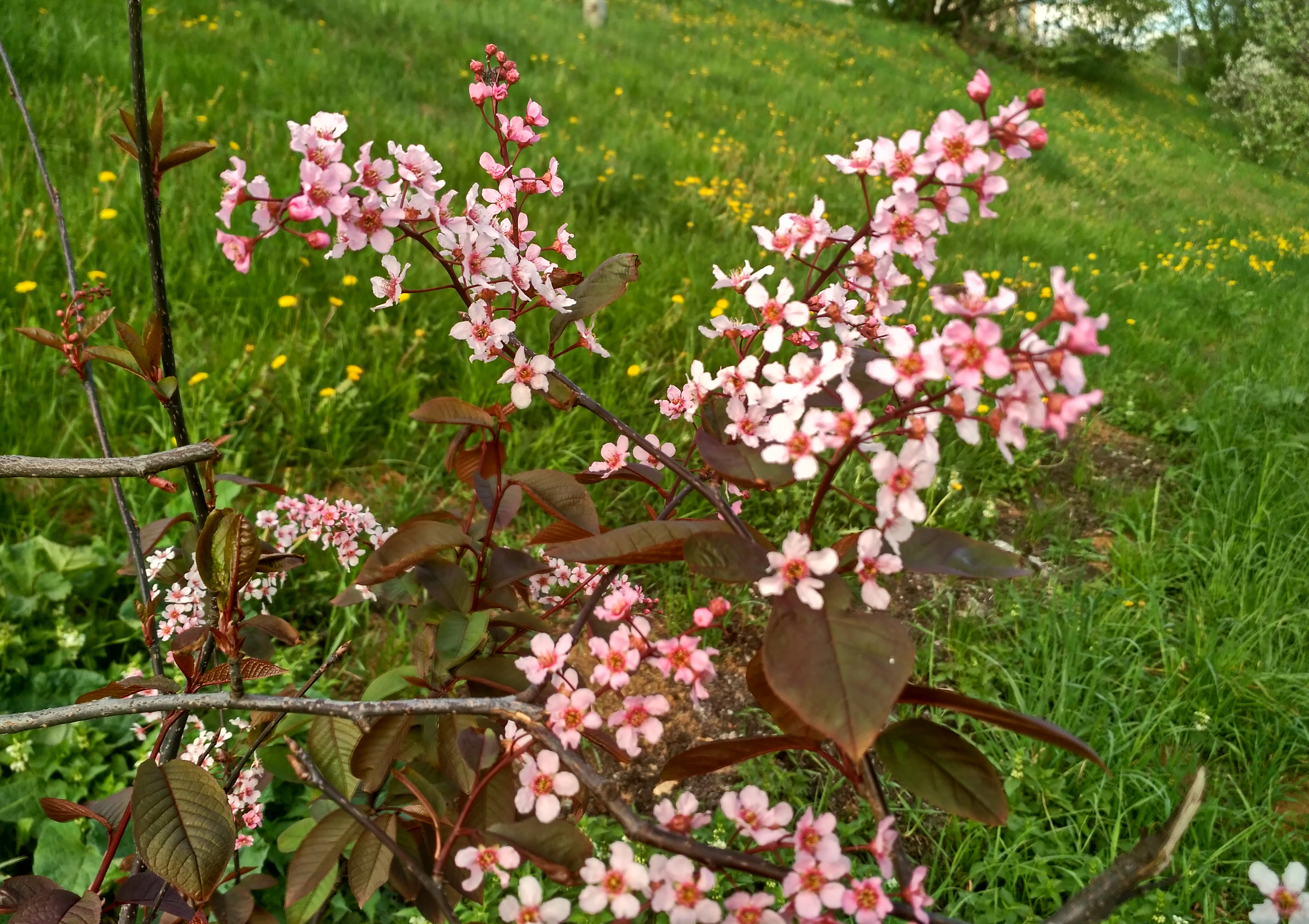 IMG_2019-05-06_172706_HDR.jpg