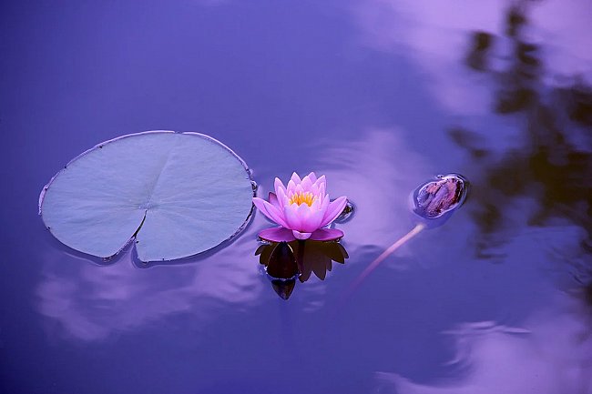 lotus-large (1).jpg