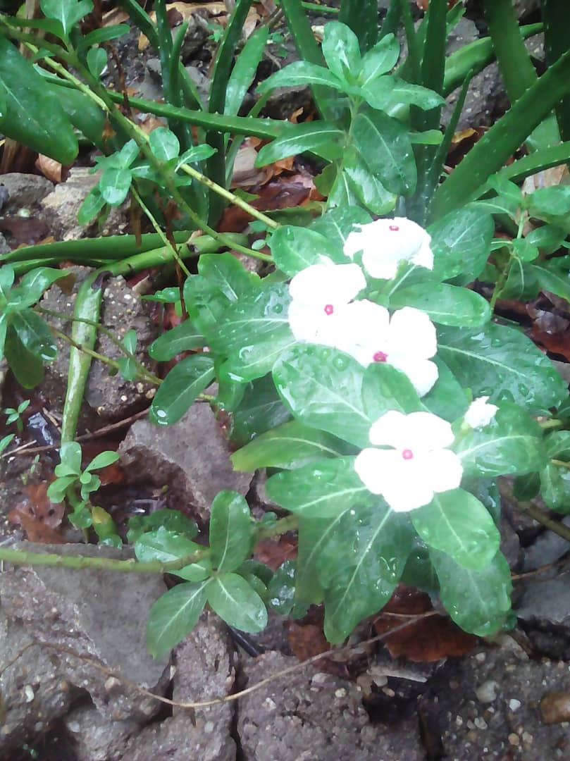 Flor Vicaria o polularmente Putica llamada en Venezuela — Steemit Flor Vicaria o polularmente Putica llamada en Venezuela — Steemit