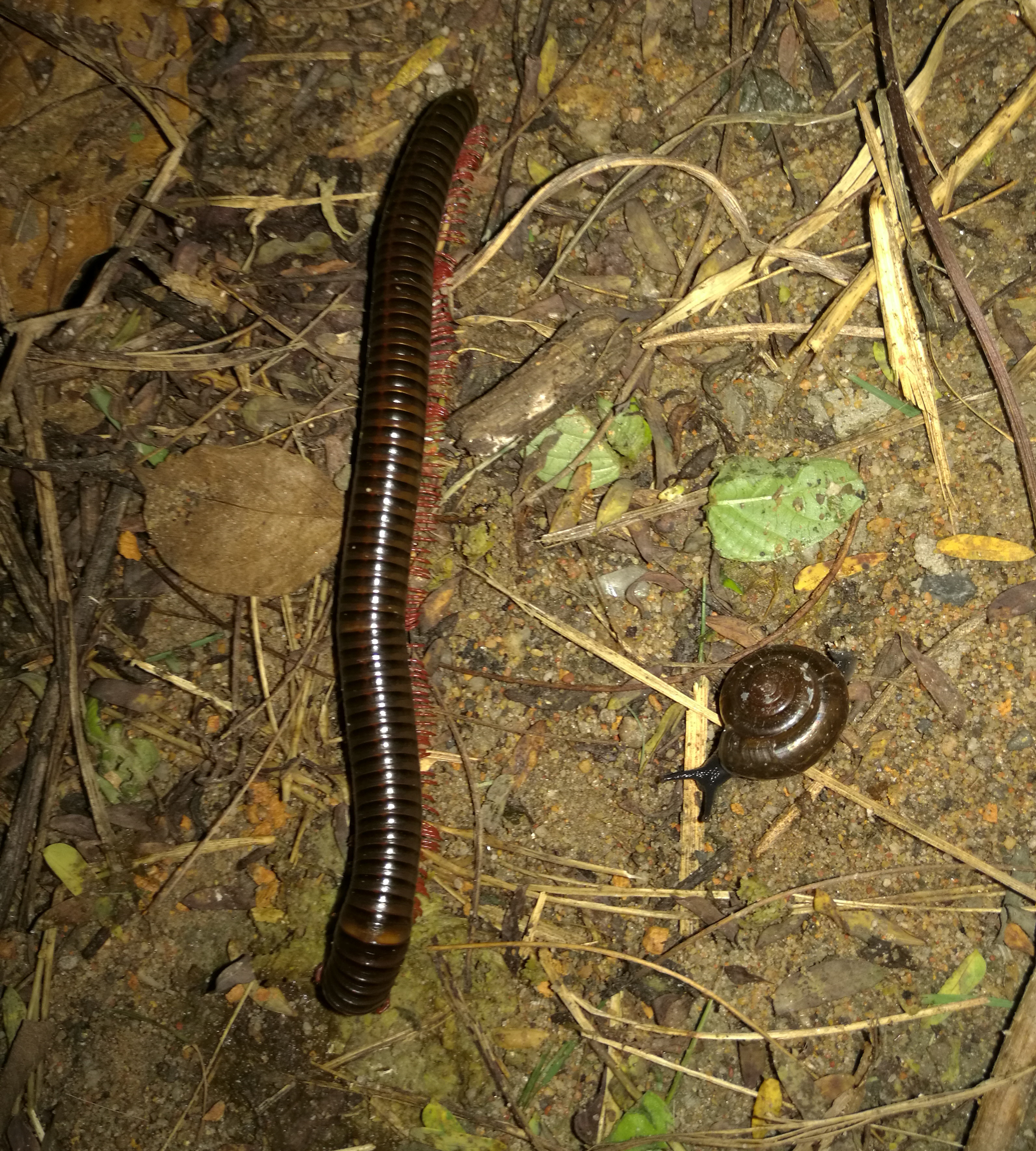 Tausendfüßer&Schnecke.jpg