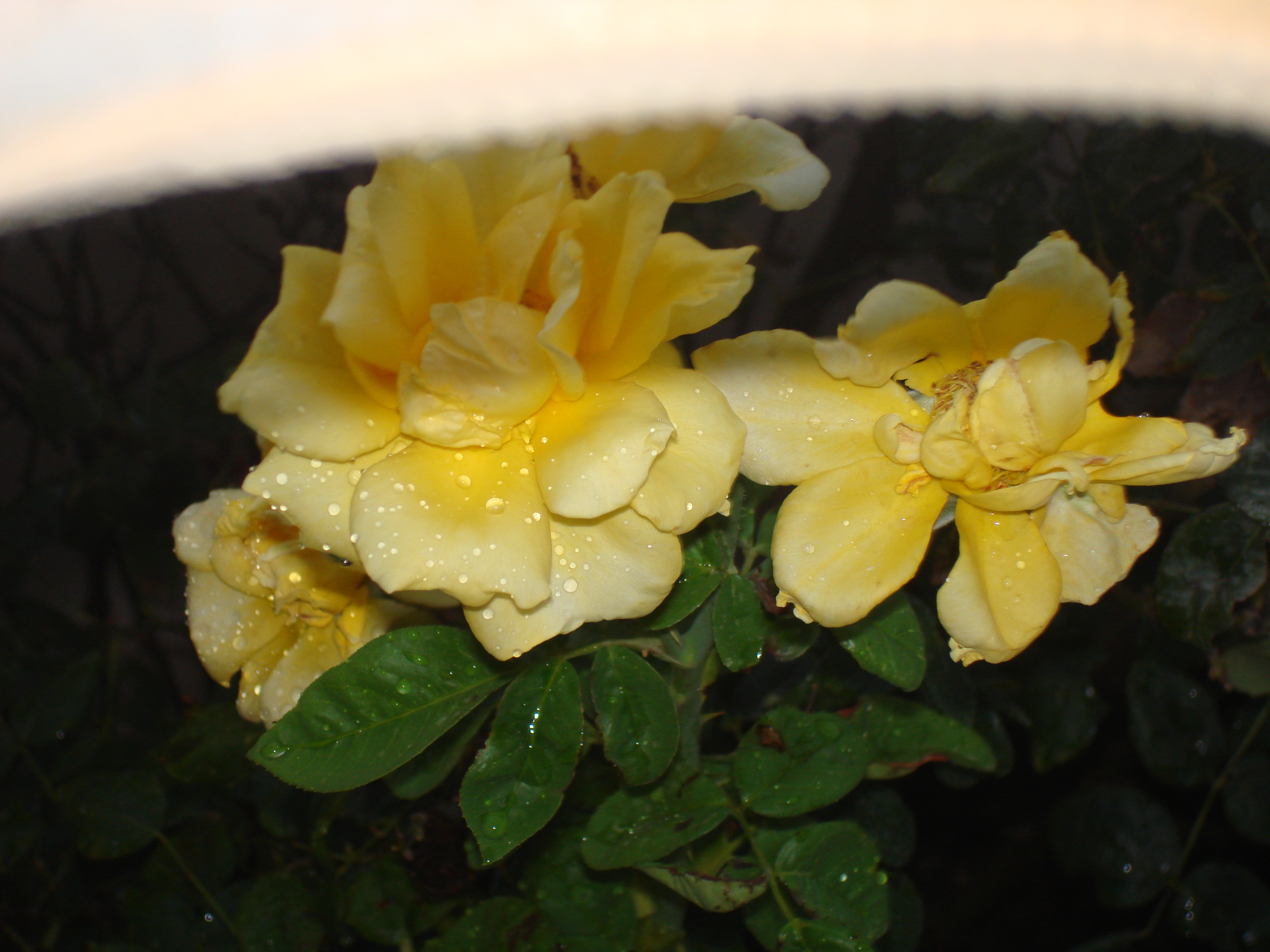 DSC00727.JPG