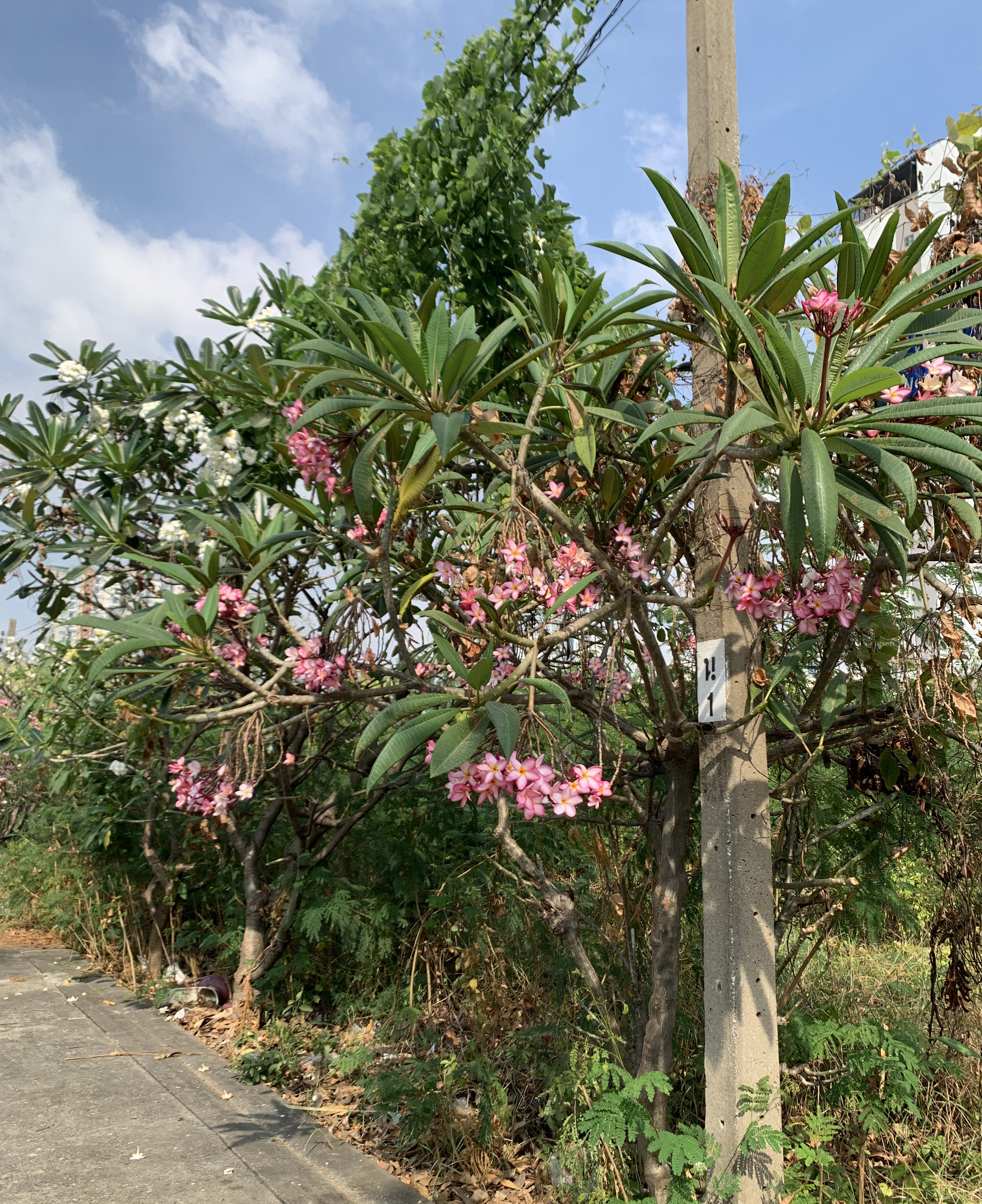 Beautiful flowers2.jpg