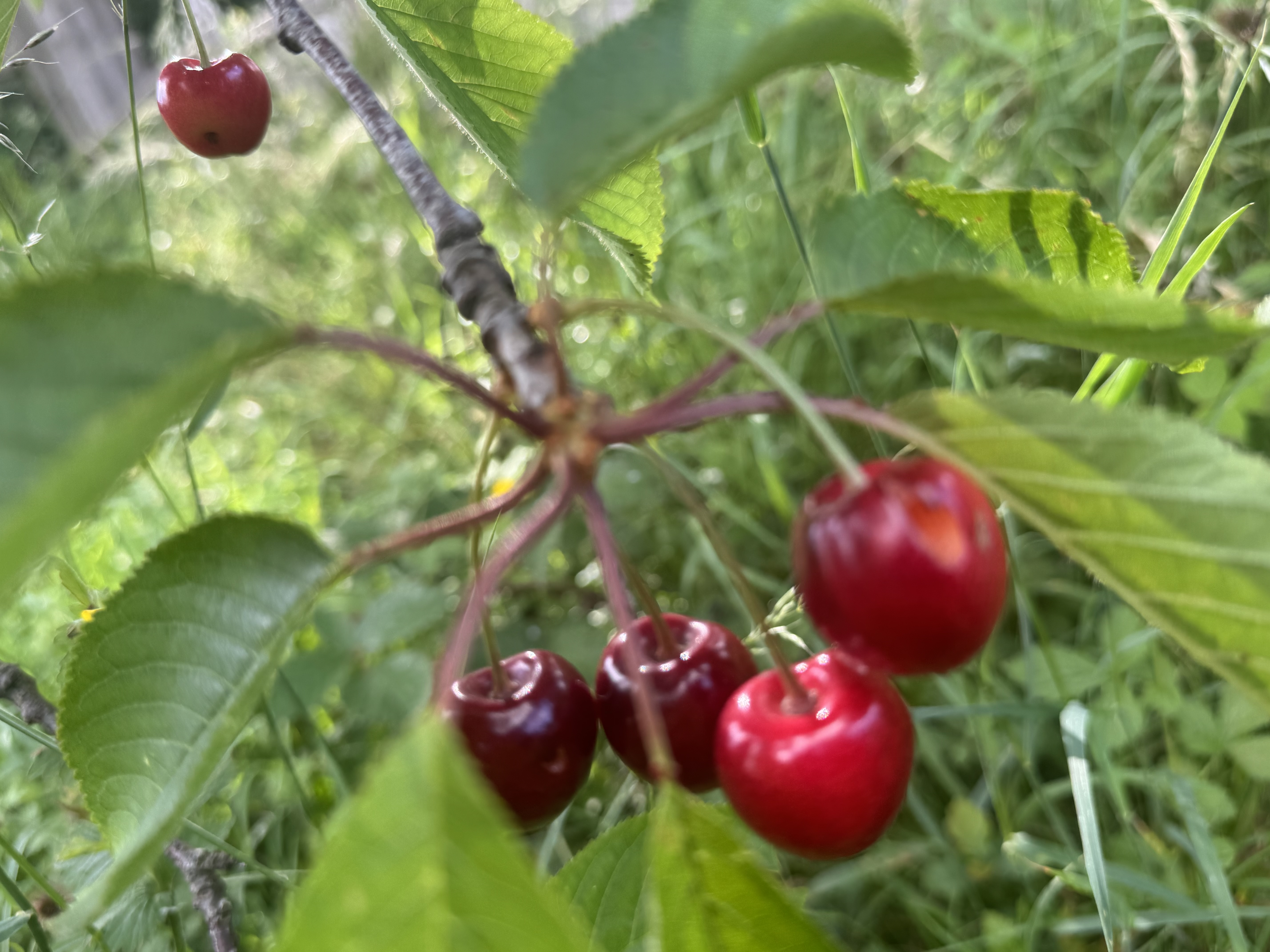 IMG_3474.jpeg