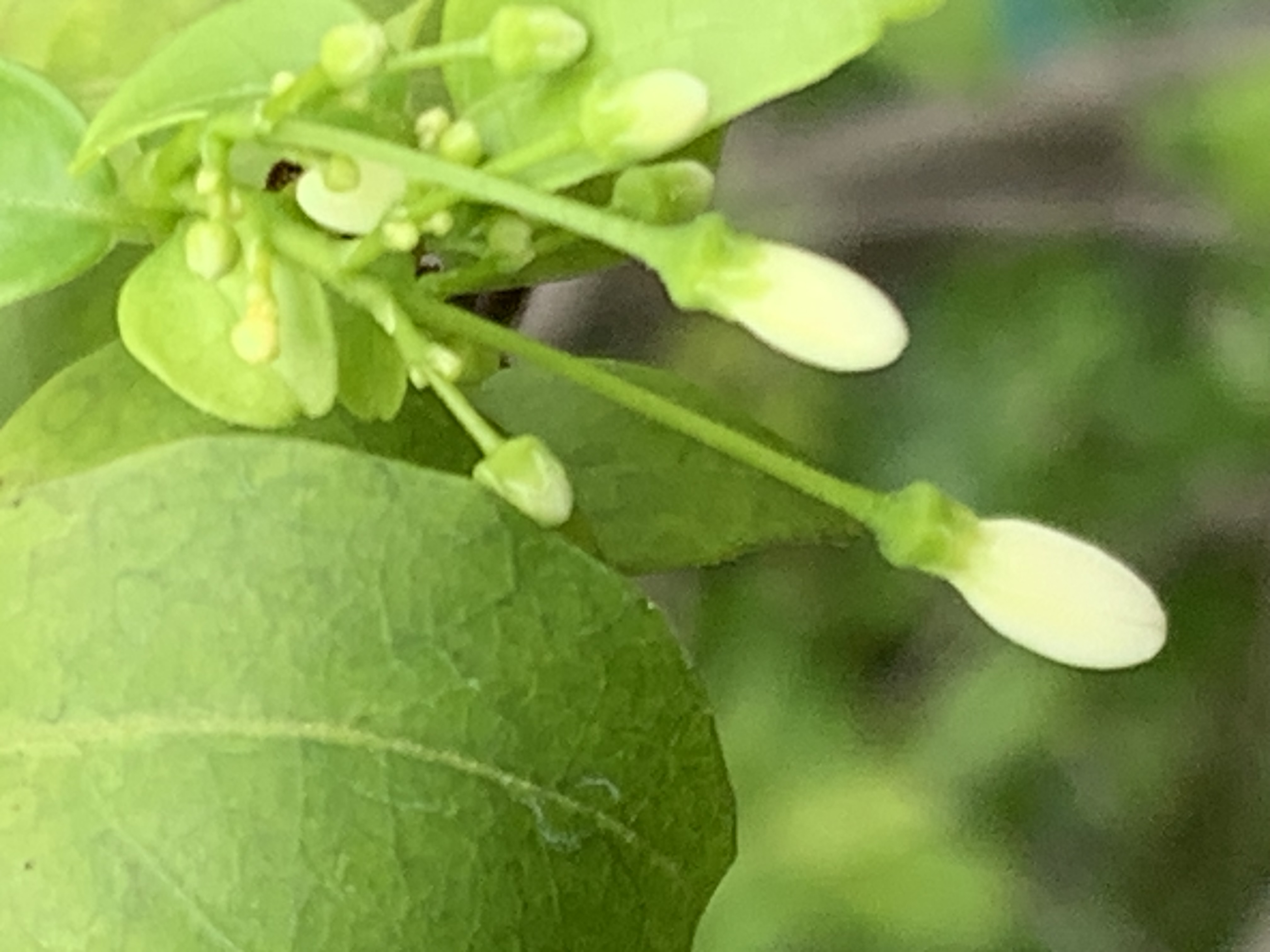 my little garden12.jpg