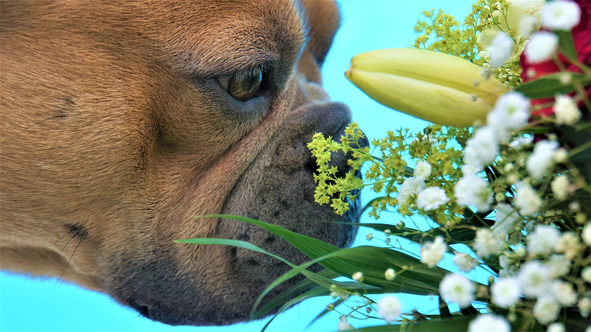 french-bulldog-4324262_1920.jpg