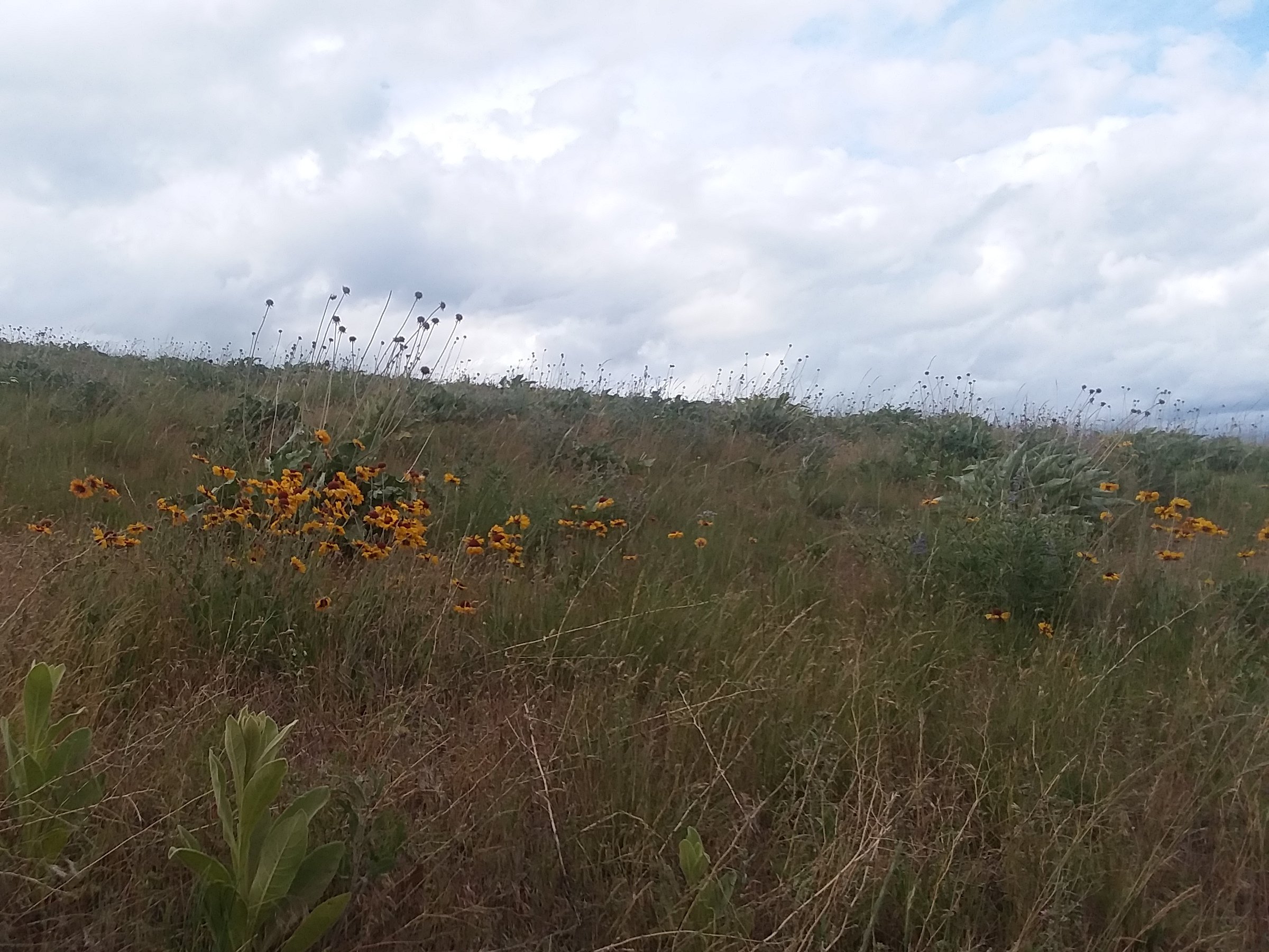 brown eyed susan resized.jpg