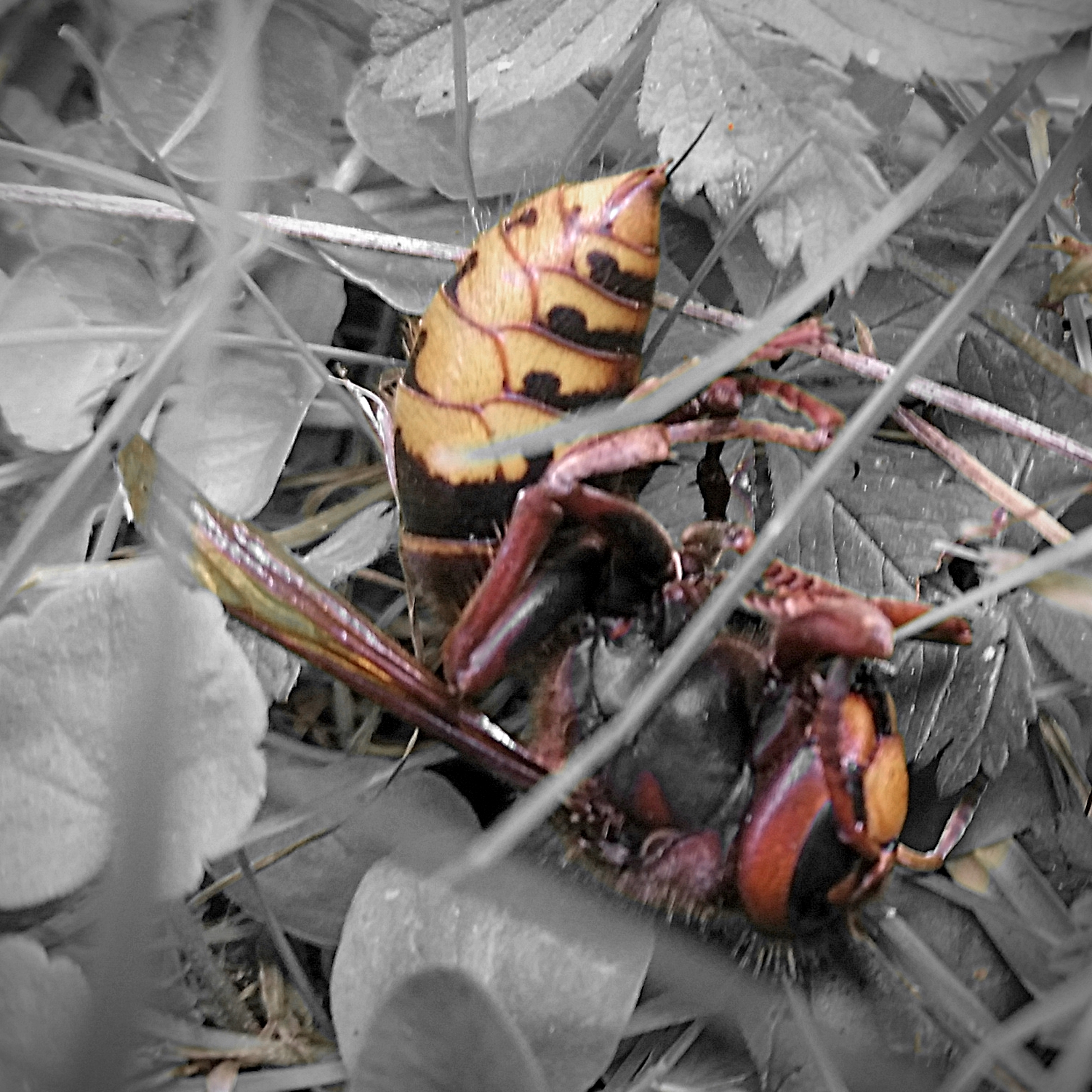 dead hornet in the grass