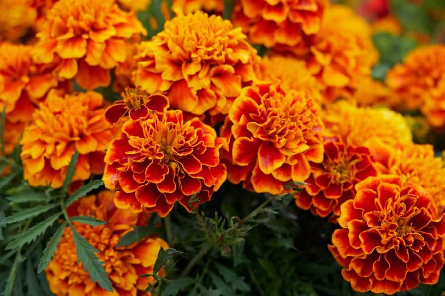marigold-uses-and-precautions.jpg
