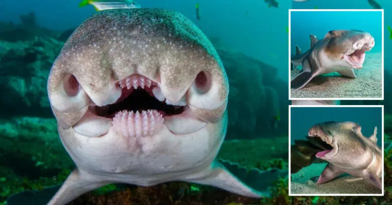 Port-Jackson-Shark-Australian-shark-has-a-blunt-head-with-a-small-mouth-It-has-unique-teeth.webp