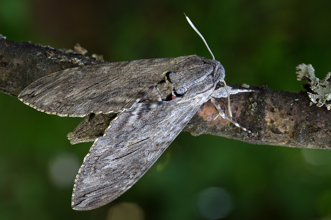 Windenschwärmer (Agrius convolvuli)_Q22A69458_HF-BF.jpg