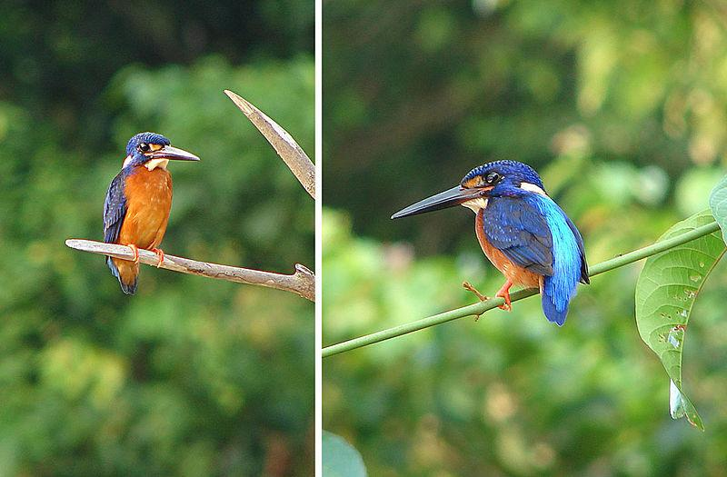 Mengenal Keindahan Burung Raja Udang Meninting Steemit