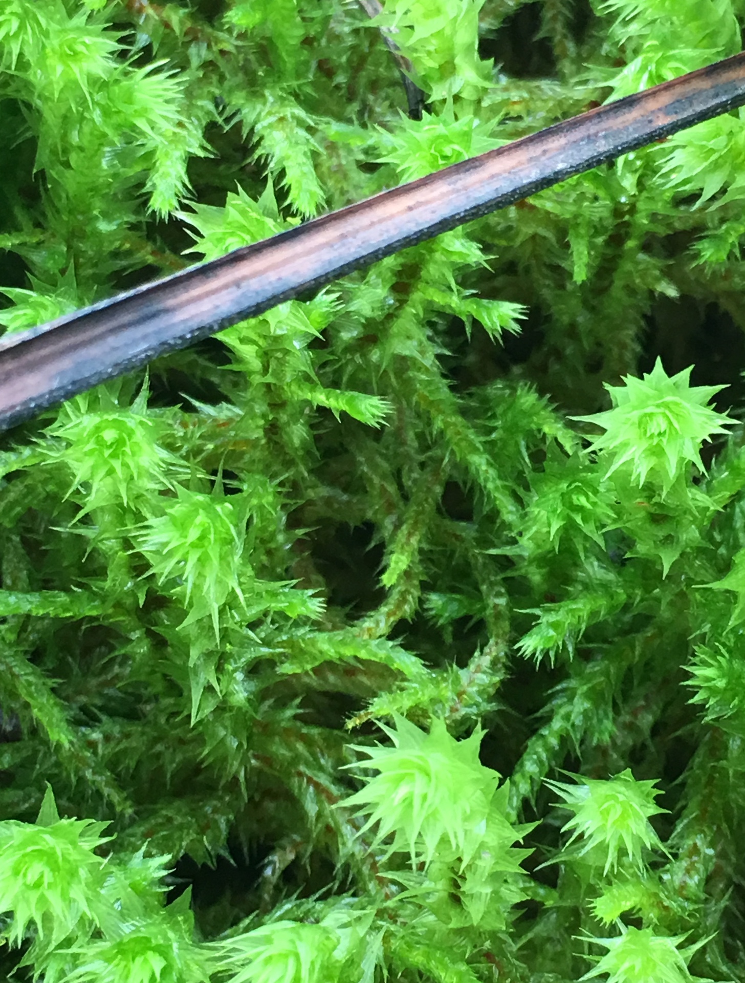 moss1.jpeg