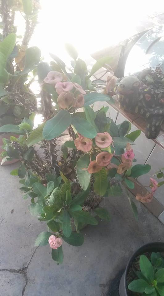 35241133_1980379818640440_591333017163661312_n (1).jpg