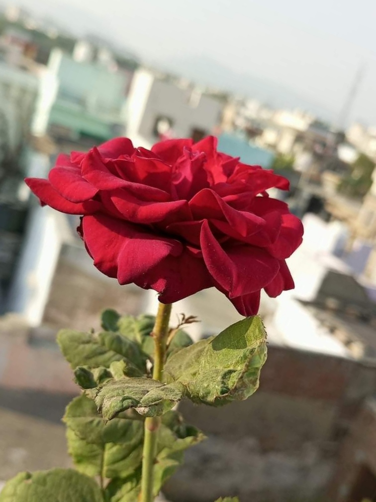 IMG_20221229_100257.jpg