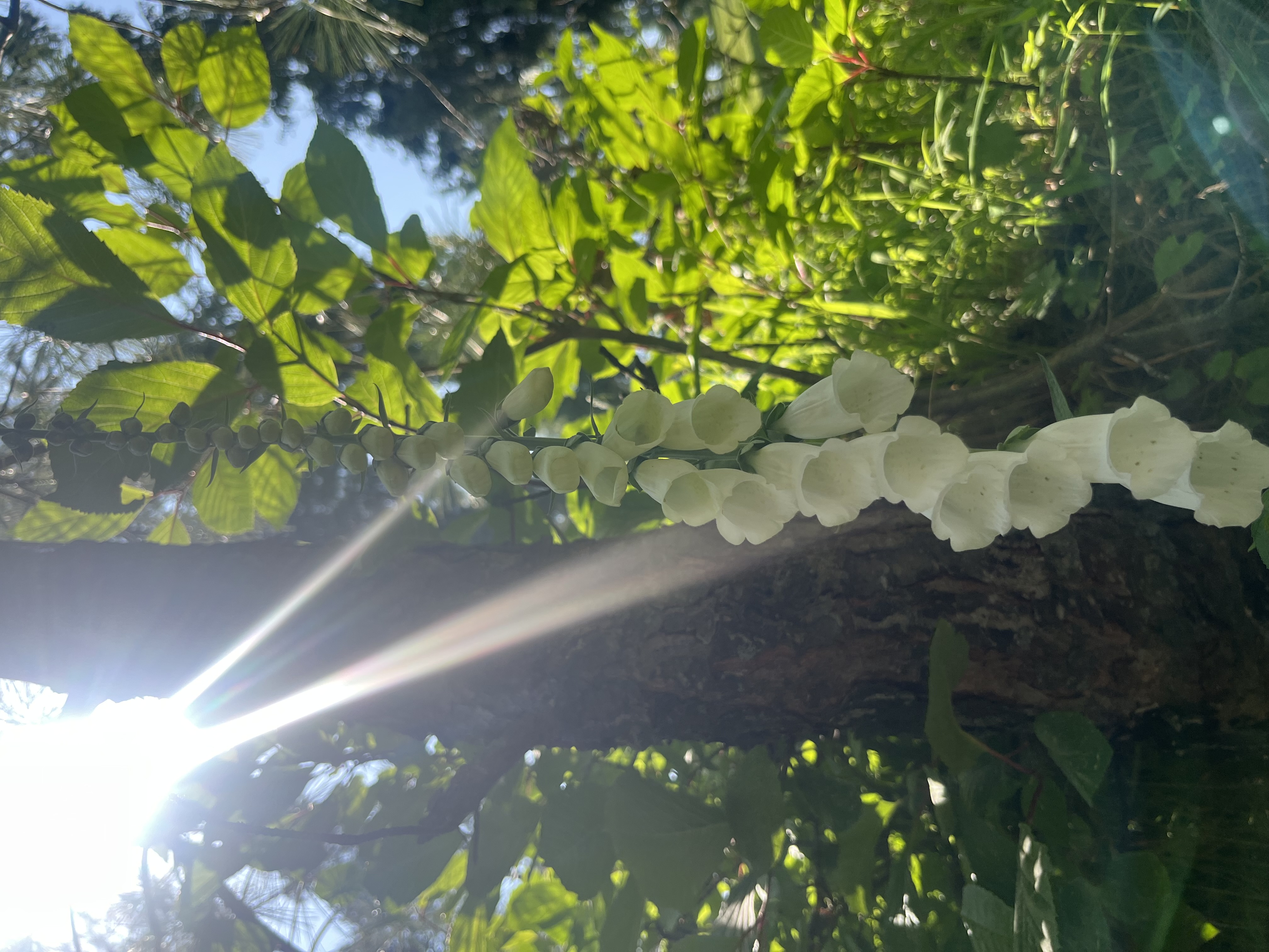 IMG_9619.jpeg