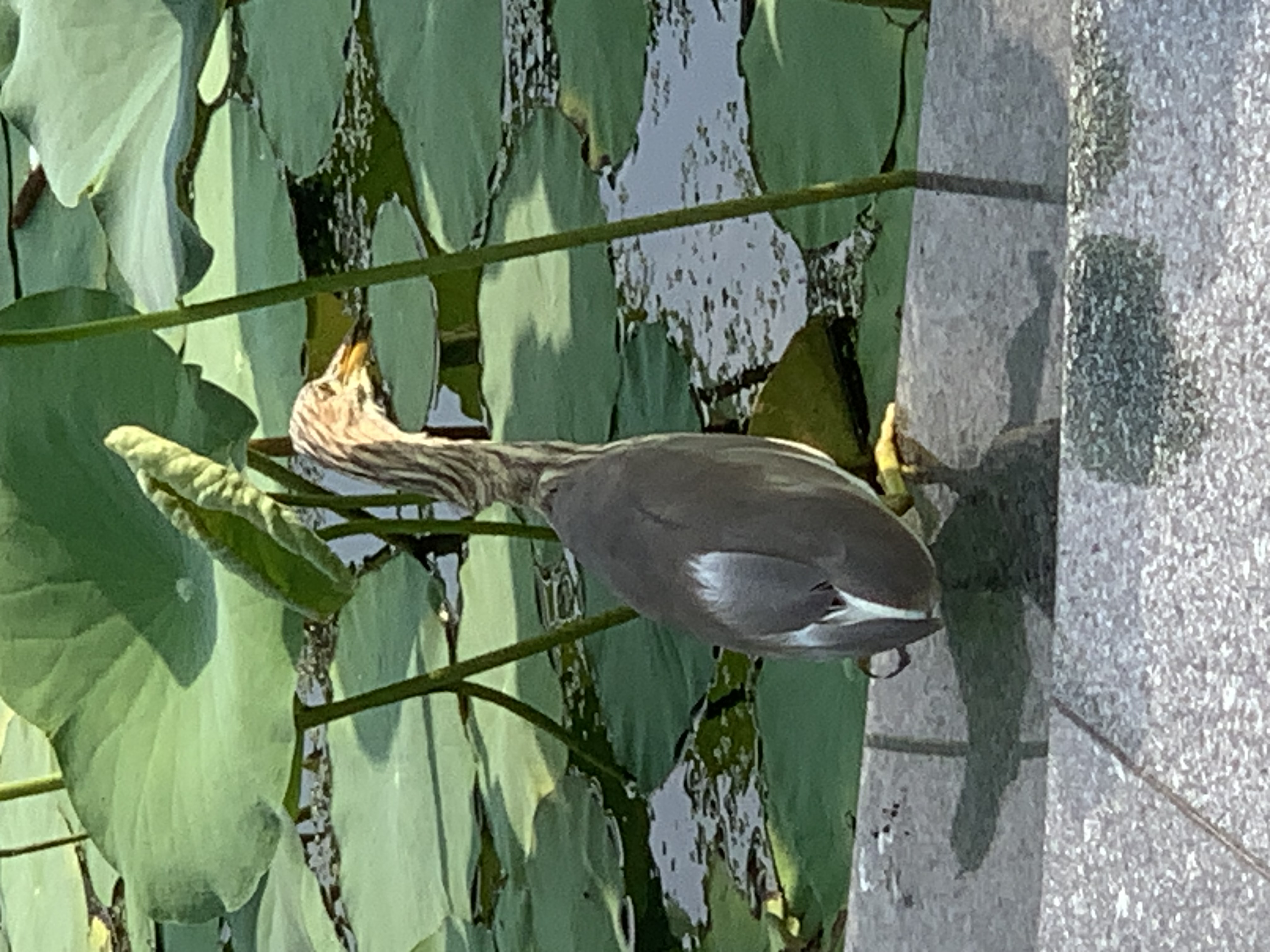 birdwatching spots1.jpg