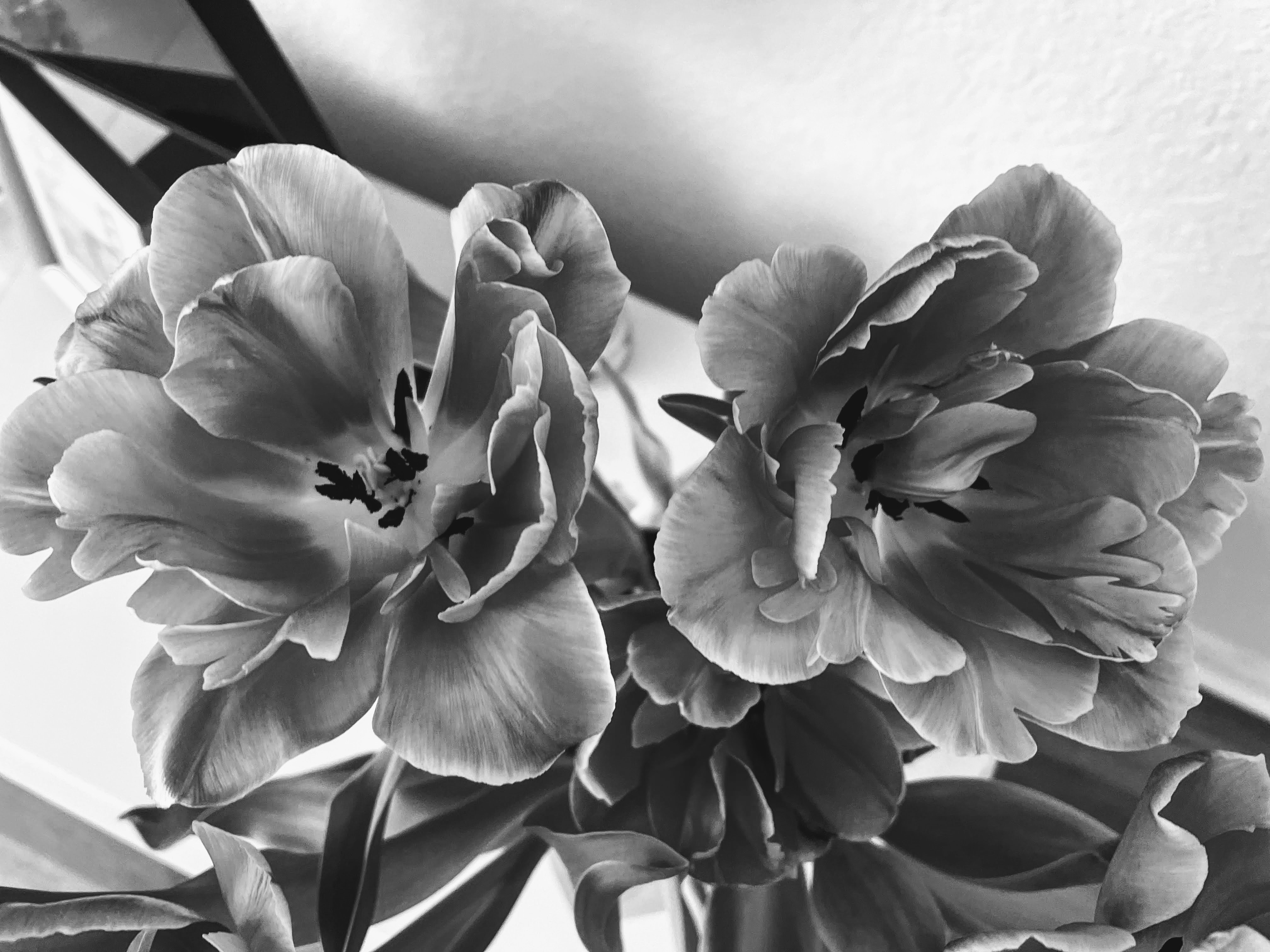 IMG_4988 (3).jpg