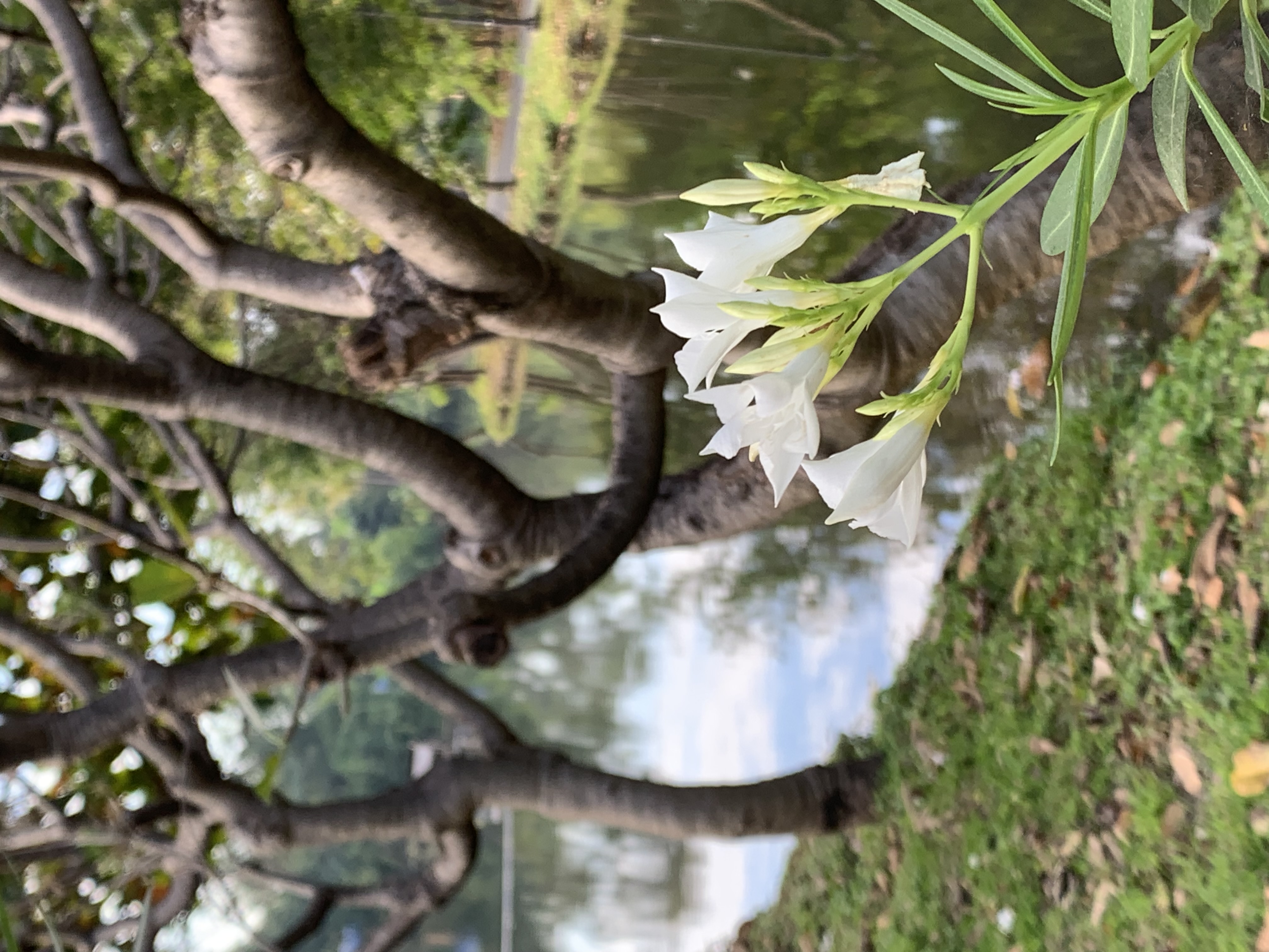 Suan Rot Fai1008.jpg
