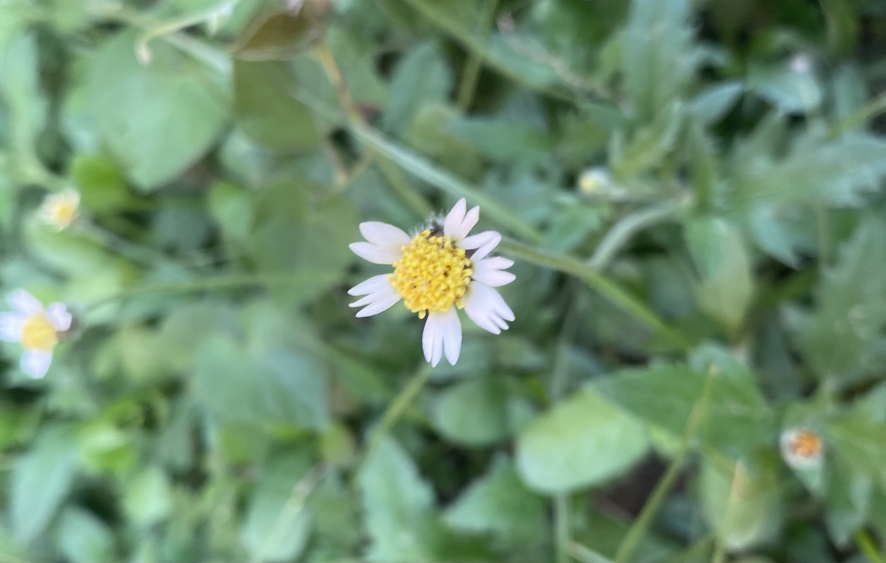 IMG_4415.jpeg