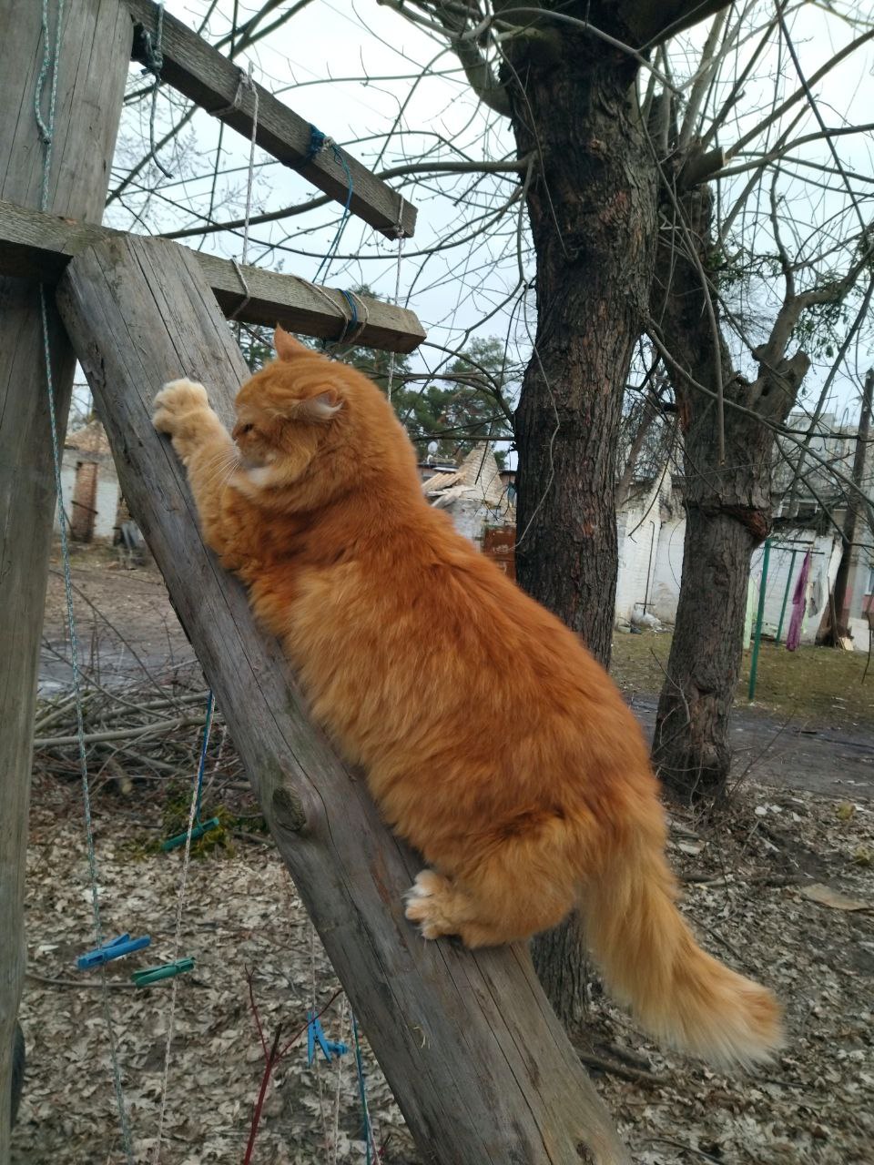 Caturday on Saturday