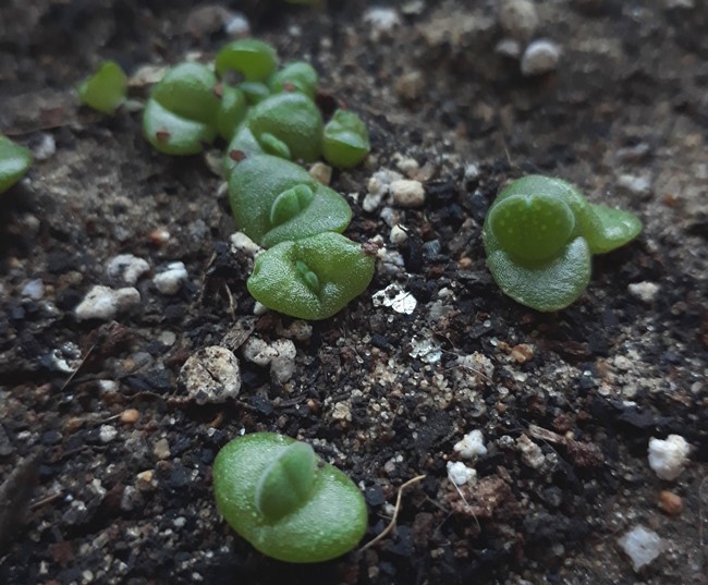 Cheiridopsis glomerata.jpg