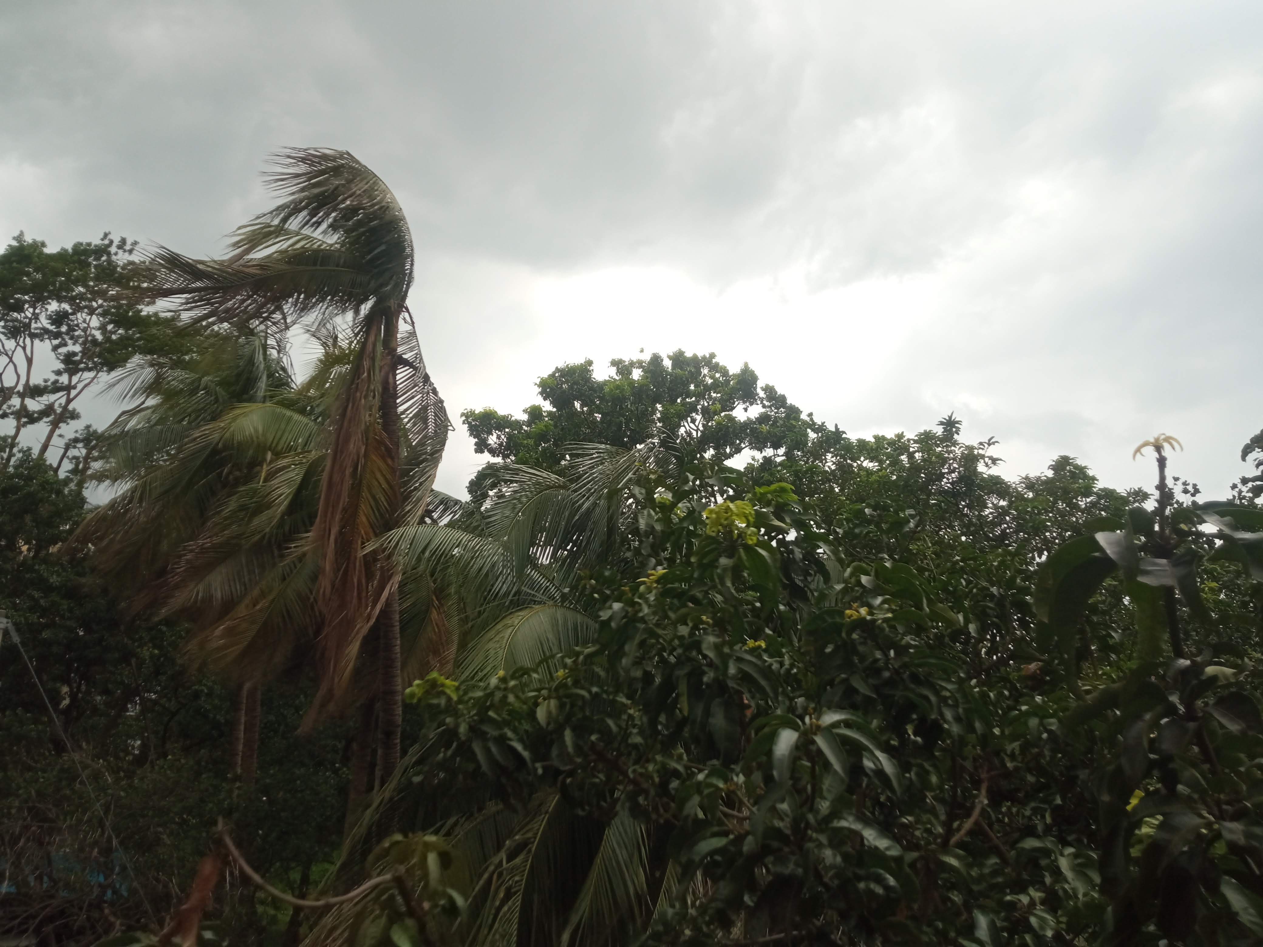 প্রকৃতি (2).jpg