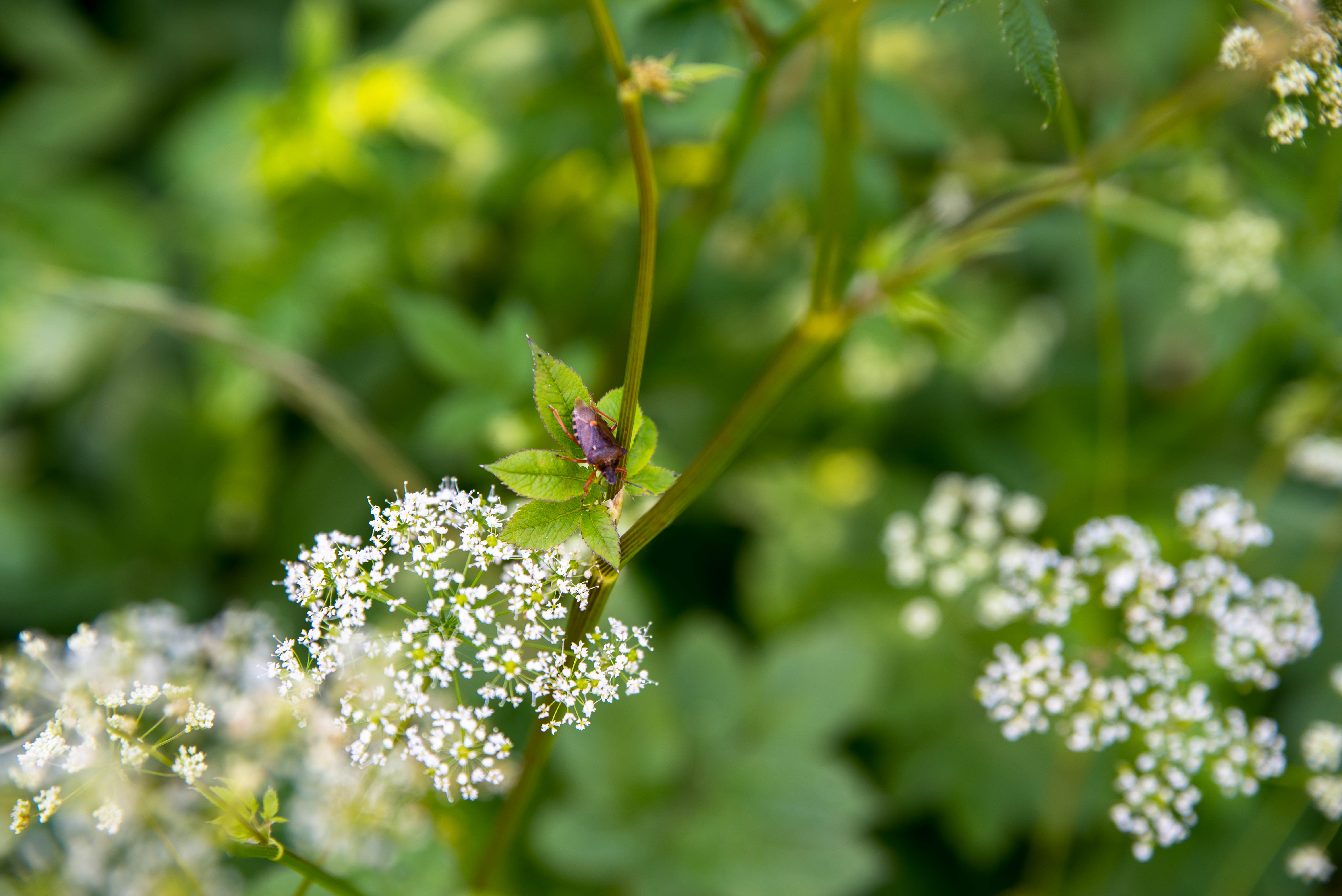DSC_3286.jpg