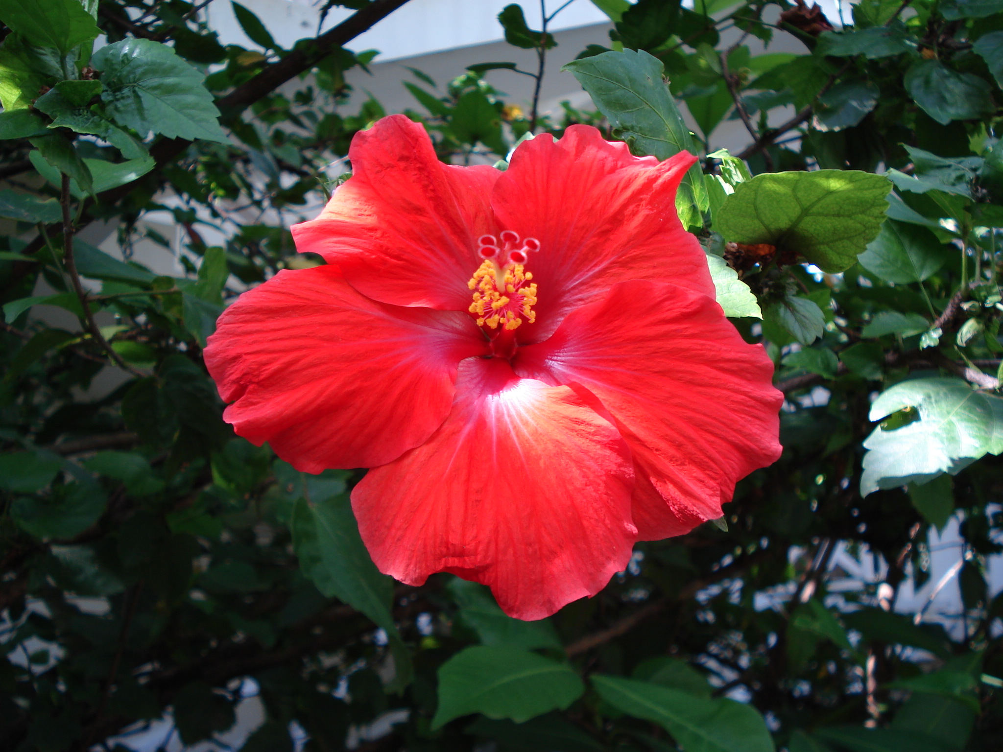 Jamaica 2014 197.jpg