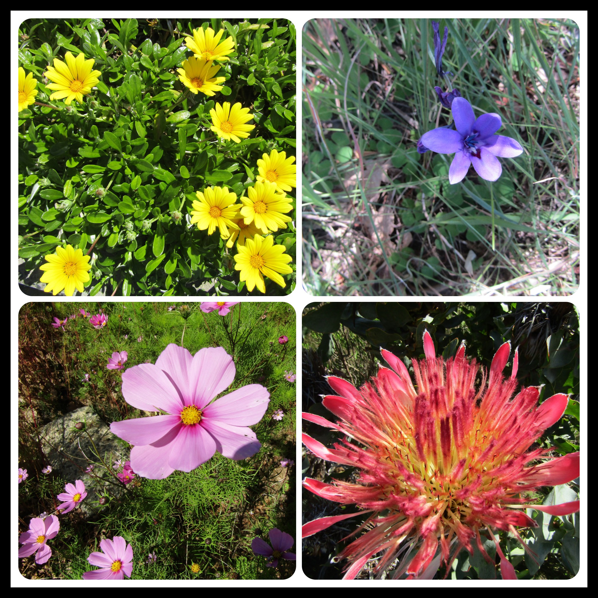 spring flowers 2.jpg