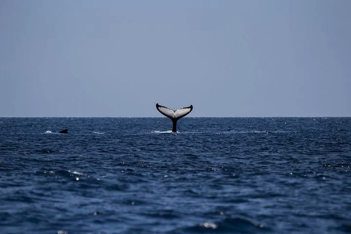 whale-1118876__480.webp