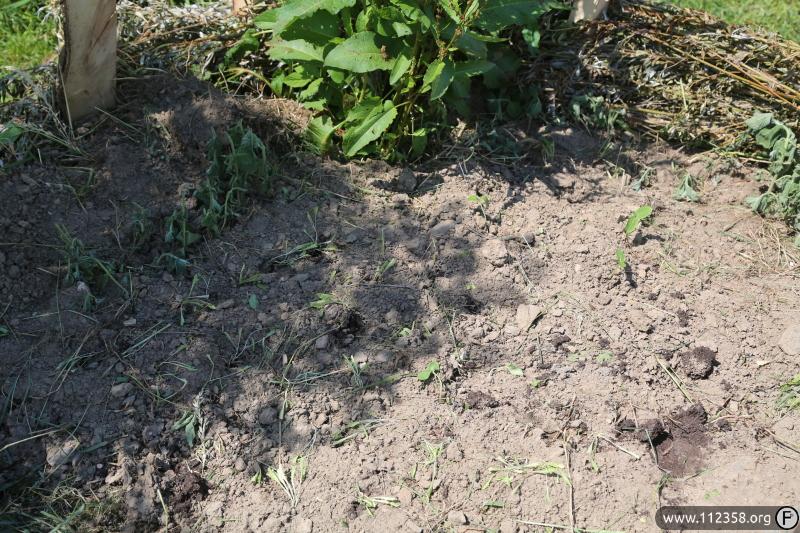 wiklinowa_siatka_ochronna_2.jpg