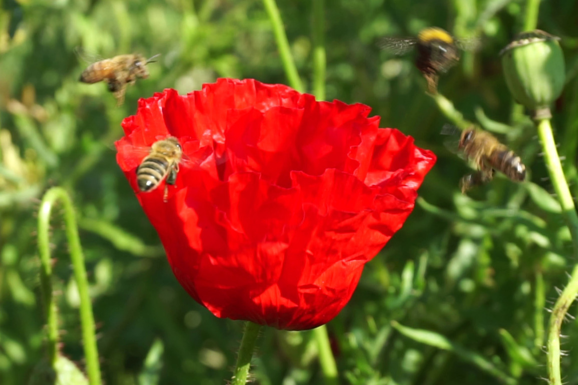 Bumblebee _opens_poppy_flower_-_Free_polls_for_all_08.jpg