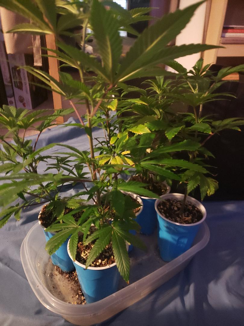 clones.jpg