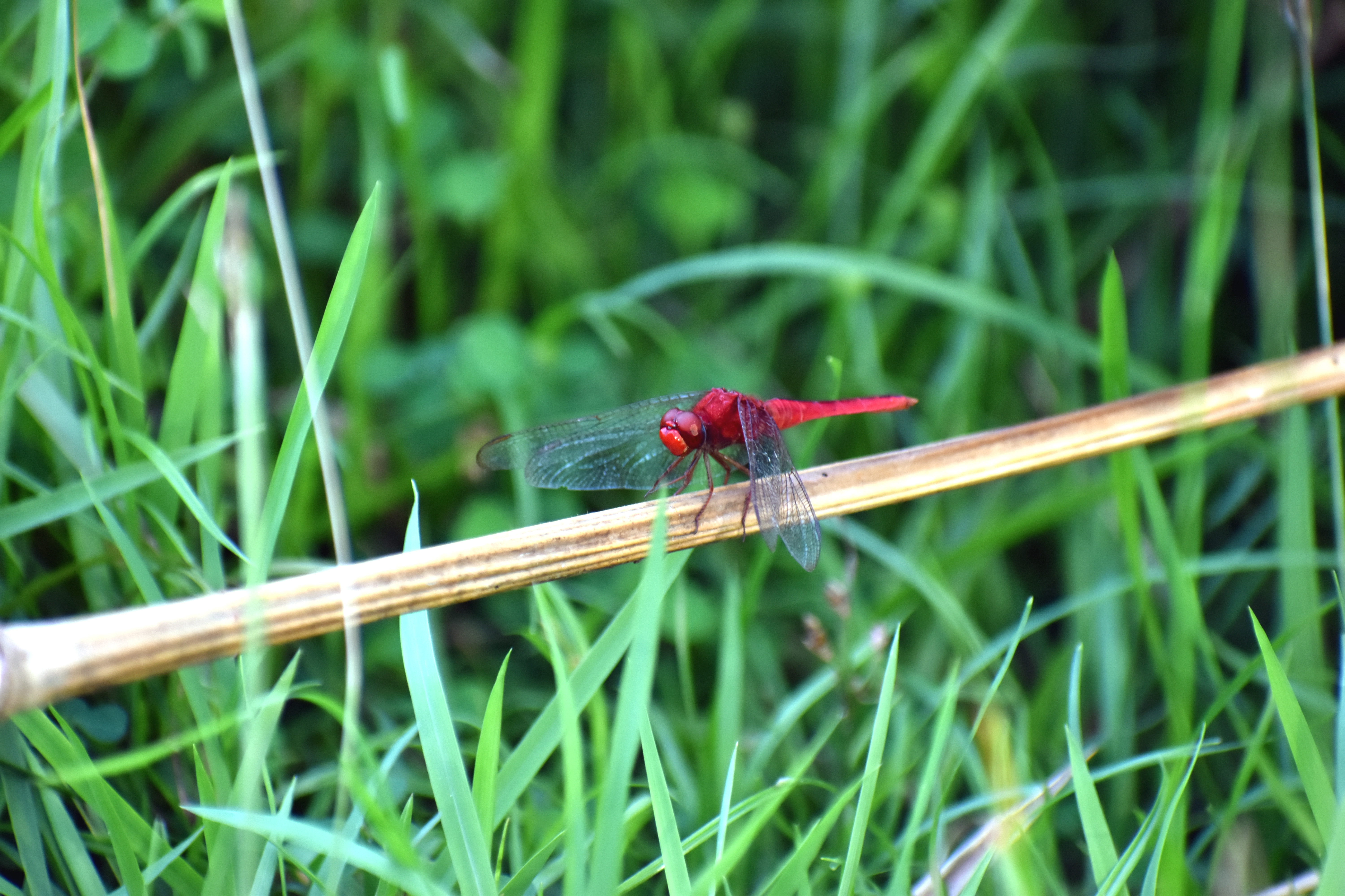 DSC_0035.JPG