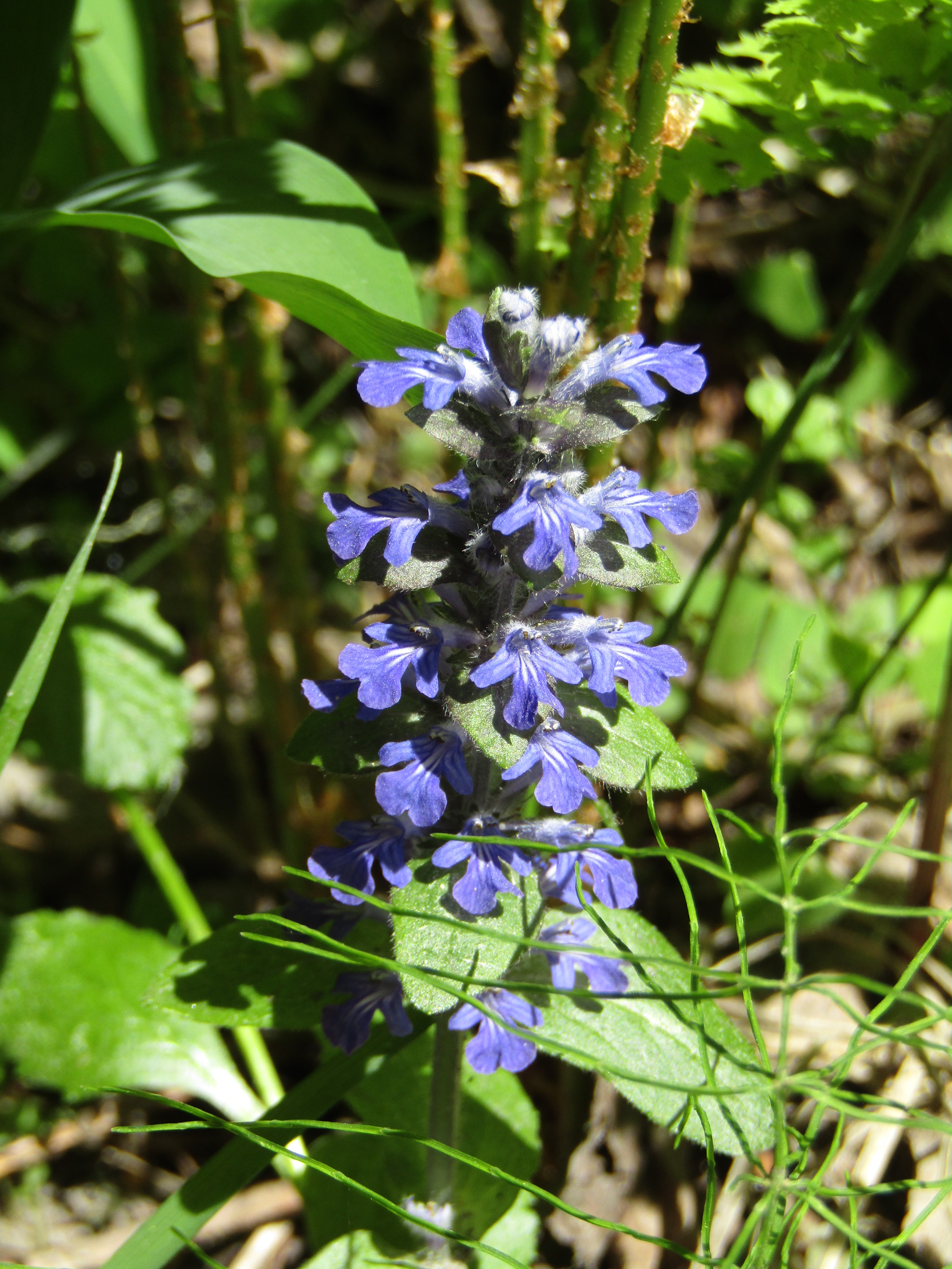 дикие растения приморья. растения приморья. лесные полевые болотные растения. лечебные травы приморского края. травы приморья.