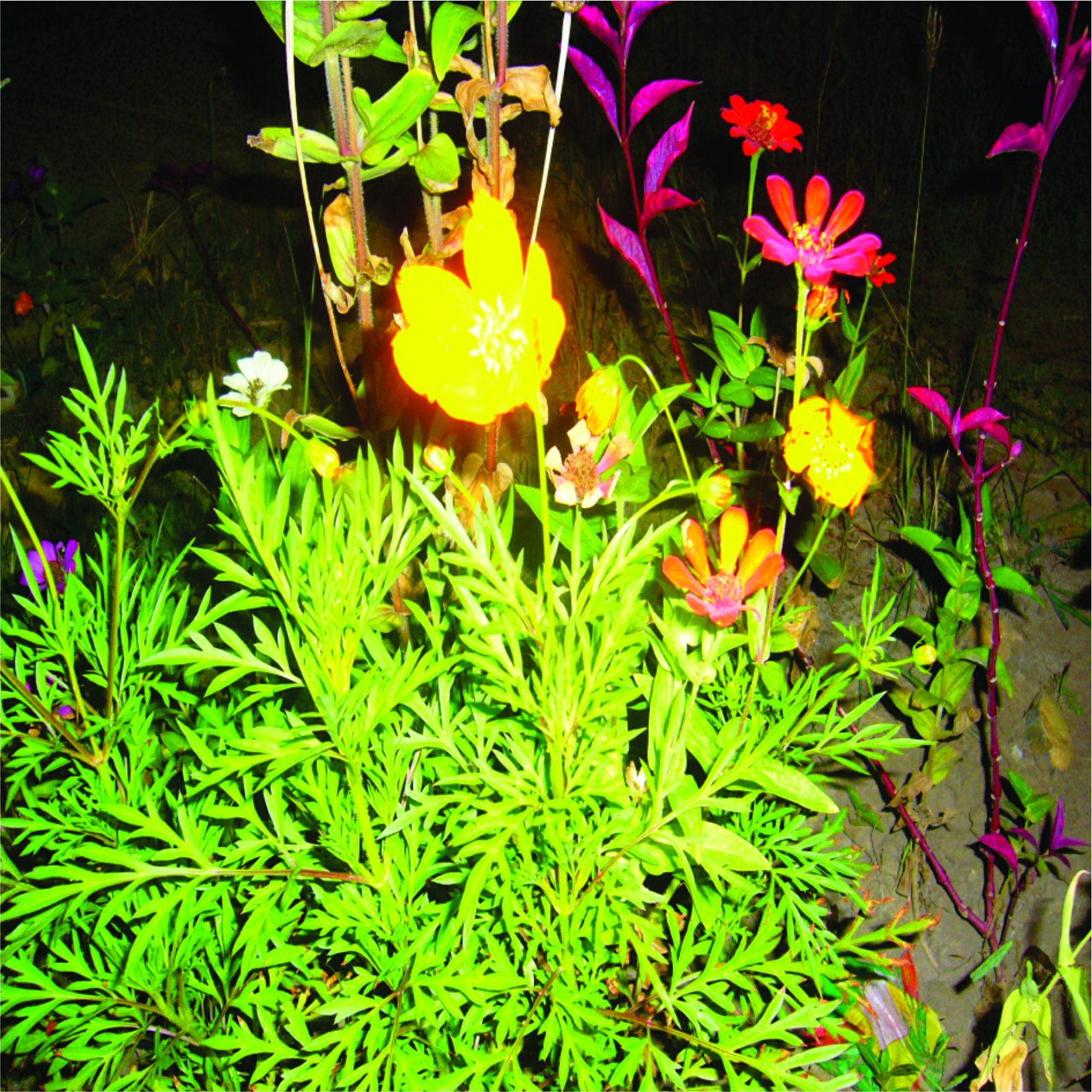 flor.jpg
