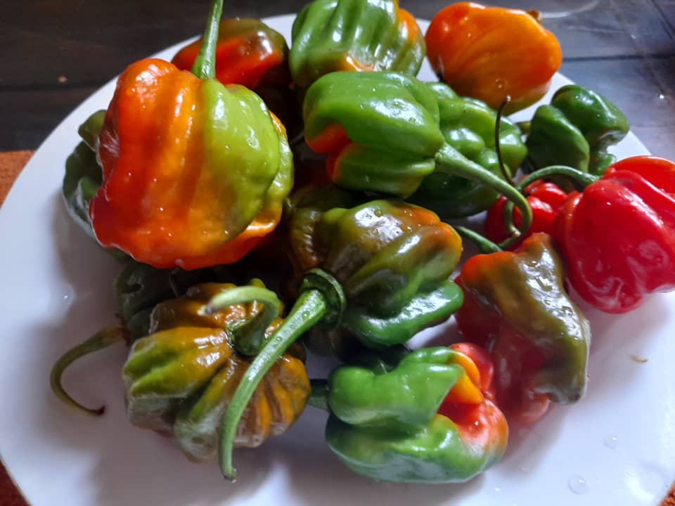 WhatsApp Image 2021-06-24 at 6.40.14 PM (1).jpeg