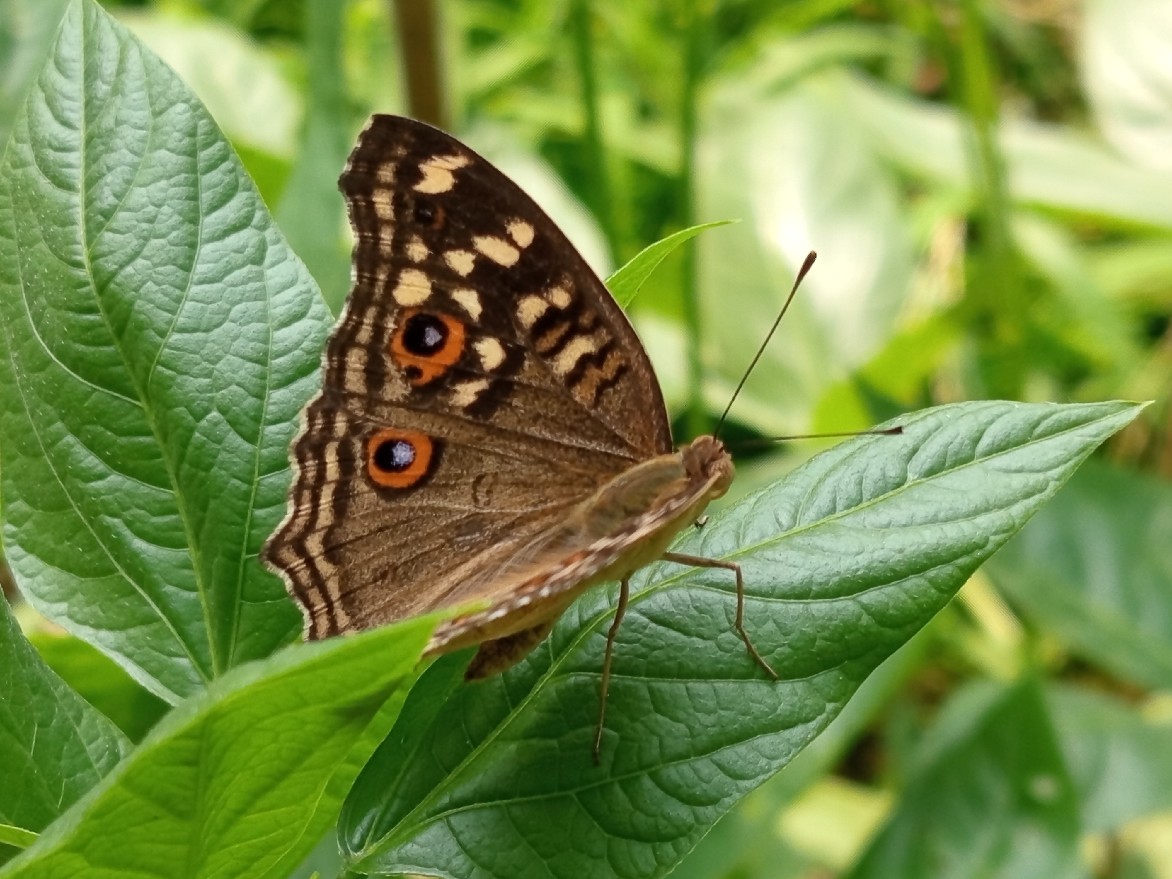 butterfly (1).jpg