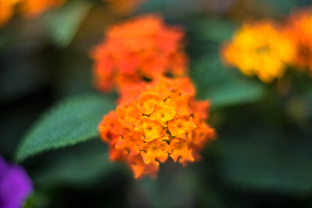 20-06-2018-flowers-lantana-06488.jpg