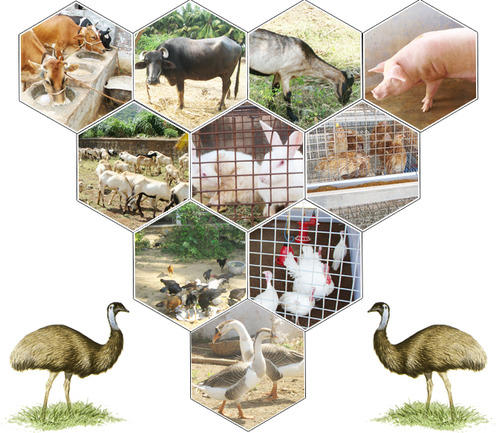 animal-husbandry-500x500.jpg